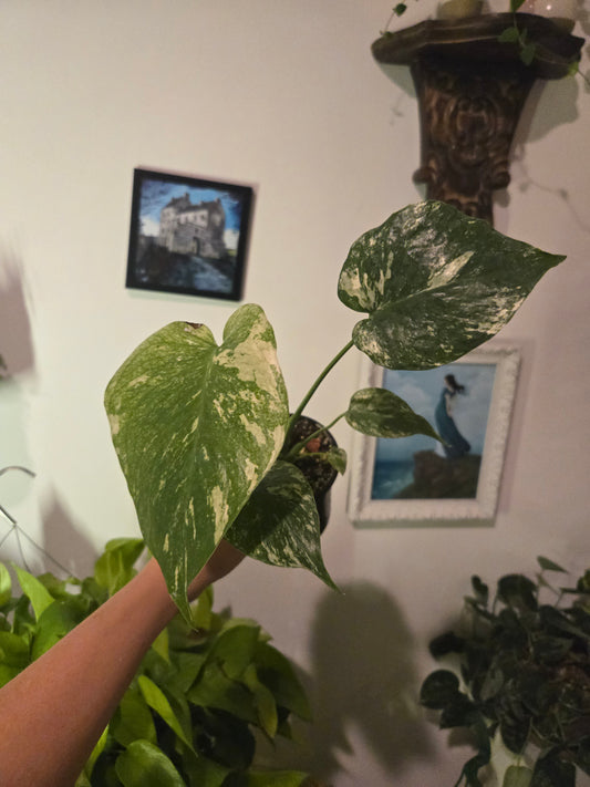 Monstera Mint