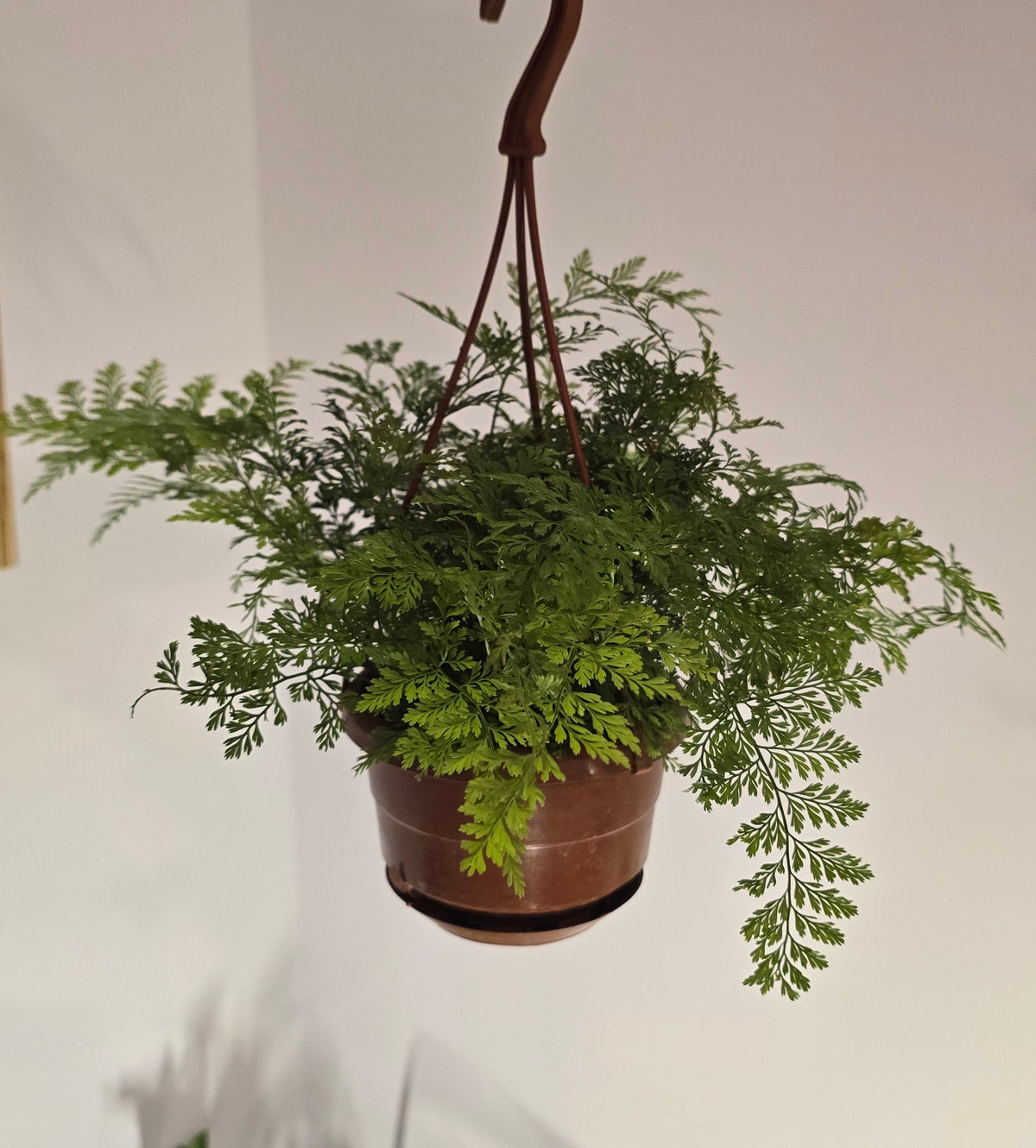 4 in Hanging Basket