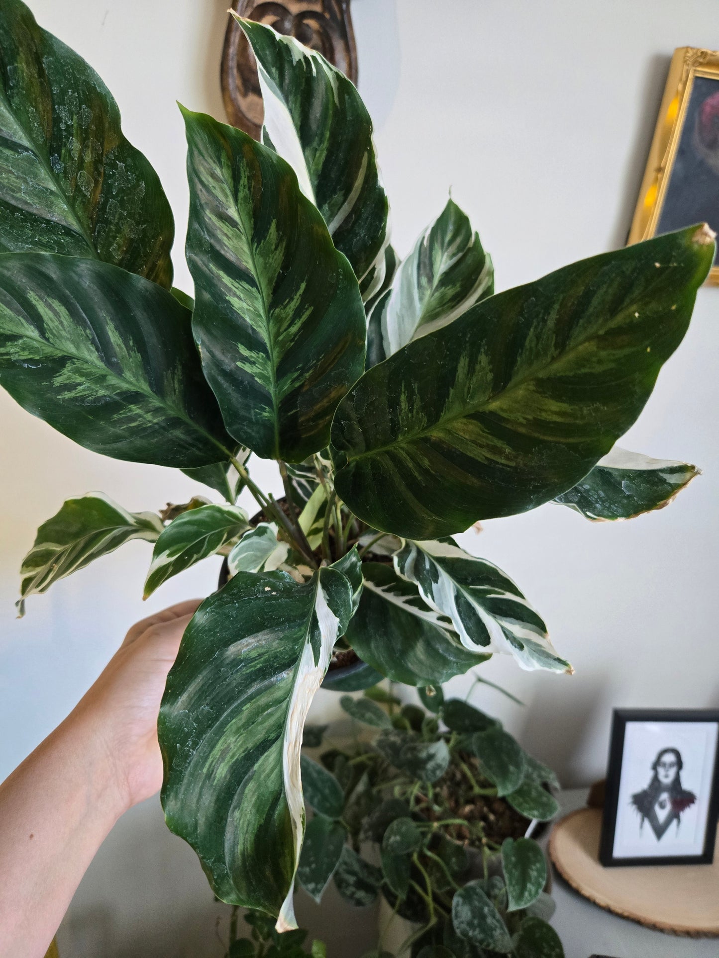 Calathea White Fusion