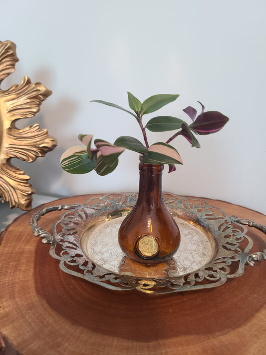 Plant Base Mini Amber w/Clippings