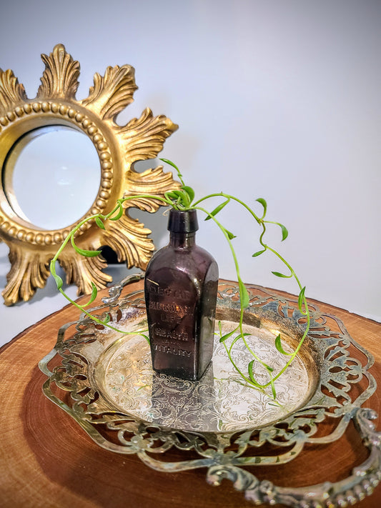 "The Lost Apothecary"