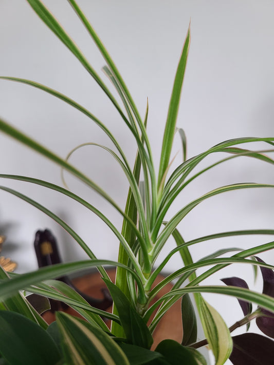 Dracaena