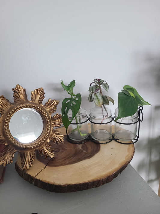 Starter Propagation Station