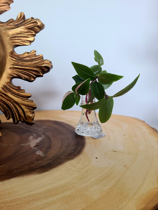Mini Arrangement