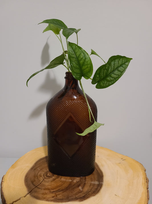Prohibition Era Glass Distillery Amber Bottle