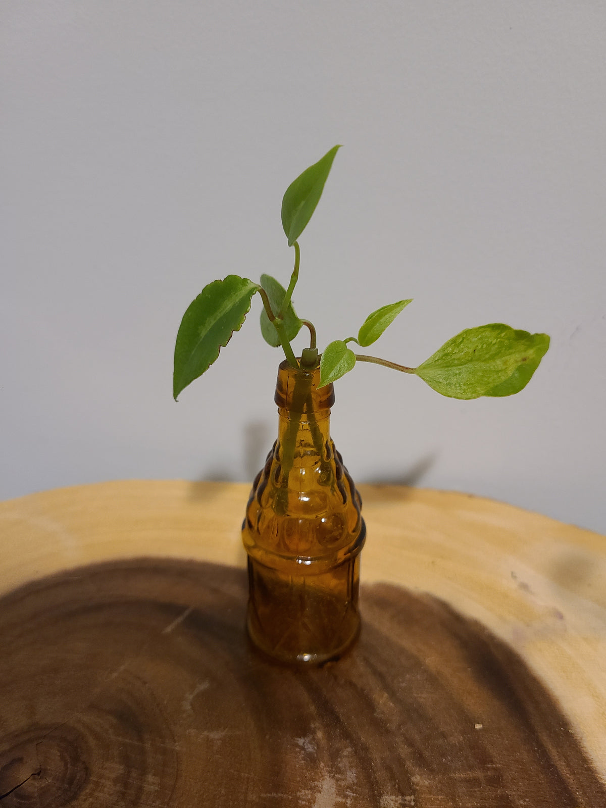 Amber Container Plant Plant Base Mini-Amber Alcohol Container – Literary Roots