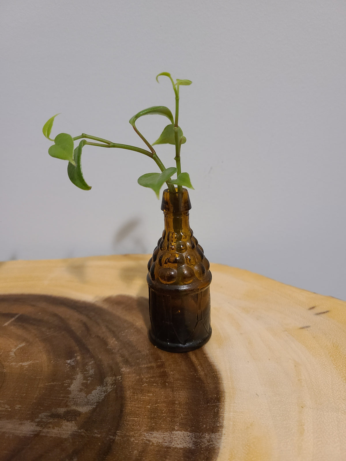 Amber Container Plant Plant Base Mini-Amber Alcohol Container – Literary Roots