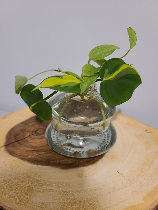 Plant Base Short Waved