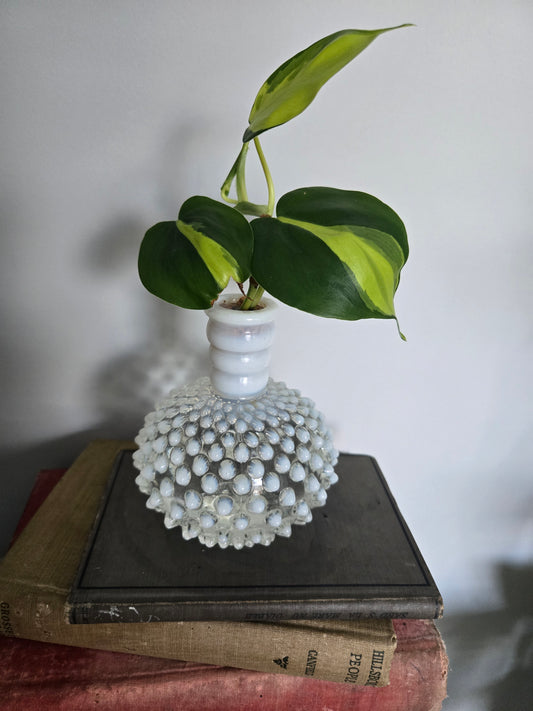 Plant Arrangements- Blown Glass Clear and White Fenton and Brazil Philodendron