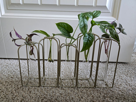 Starter Propagation Station w/ Plants