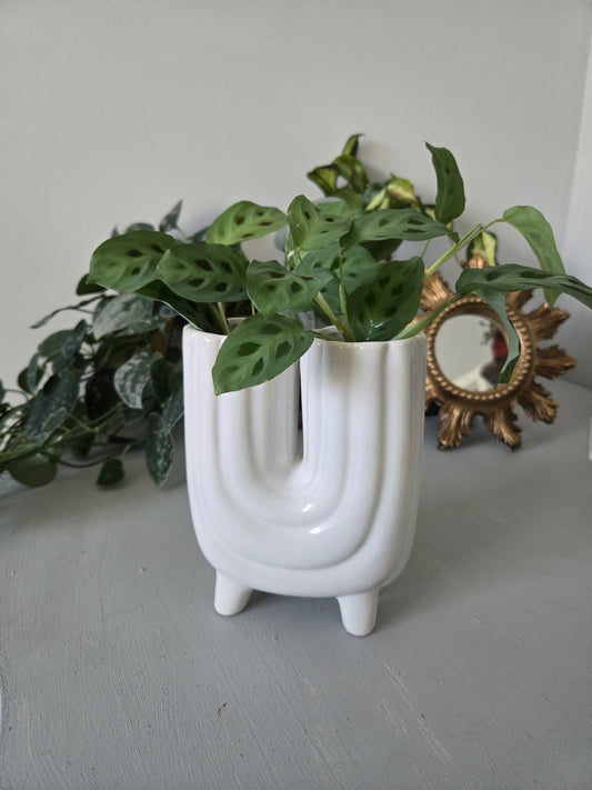White Modern Ceramic With Prayer Plant