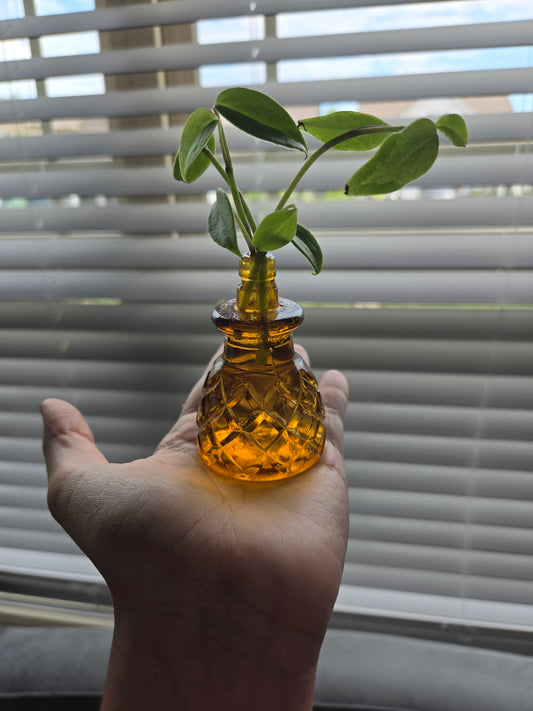 Amber Mini with Vupid Peperomia
