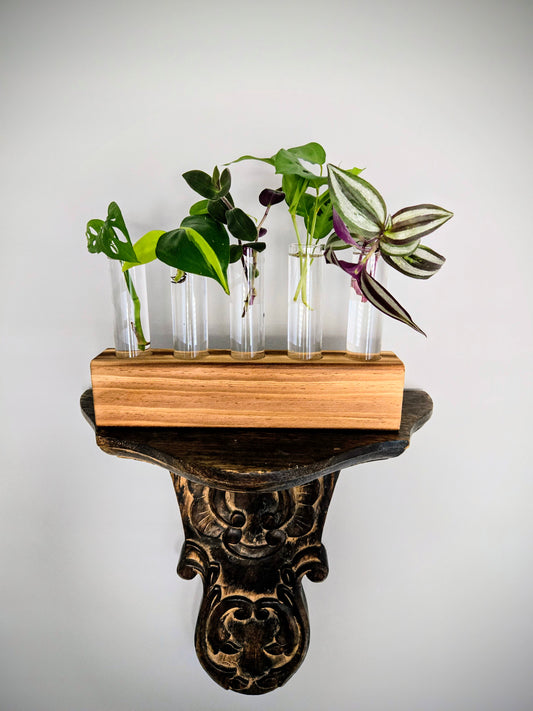 Propagation Station with Rooted Plant Clippings: 5 Tubes