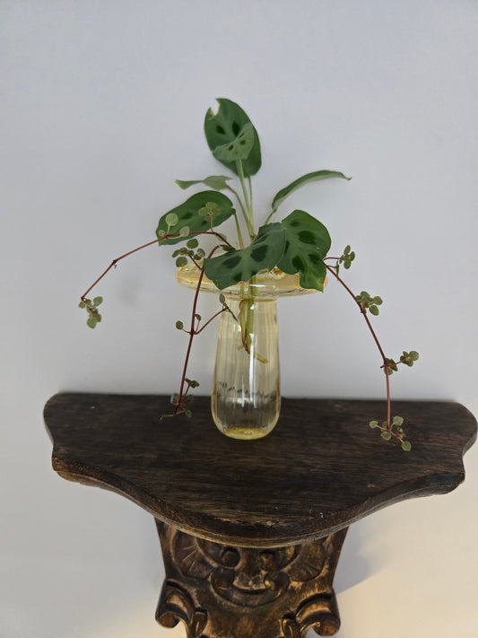 Yellow and Green Mushroom Arrangement