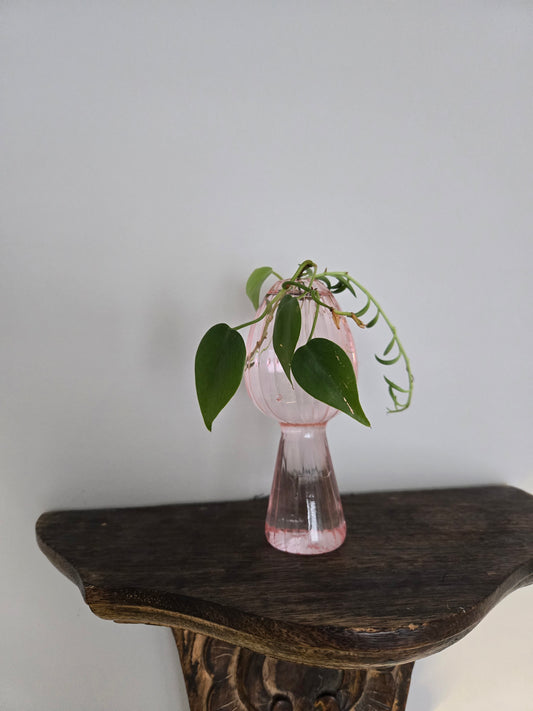 Pink and Green Mushroom Arrangement