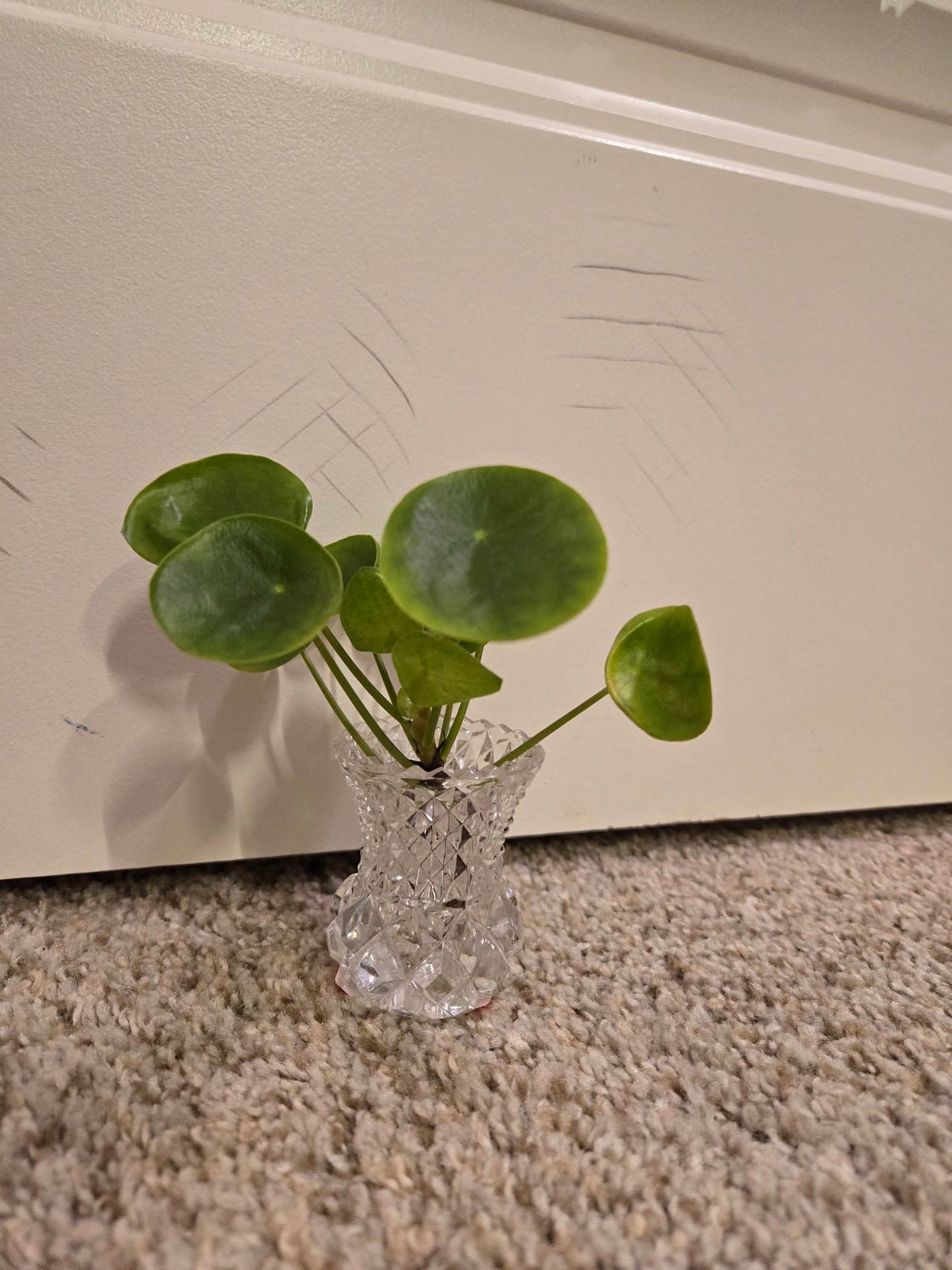 Crystal Plant Base Mini