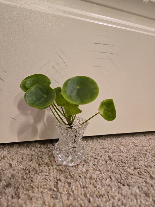 Crystal Plant Base Mini