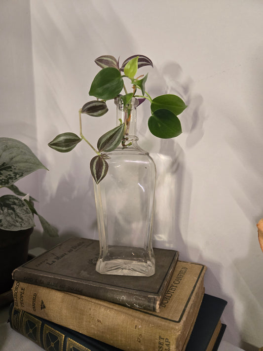 Antique Glass with Brazil Philodendron and Wandering Dude