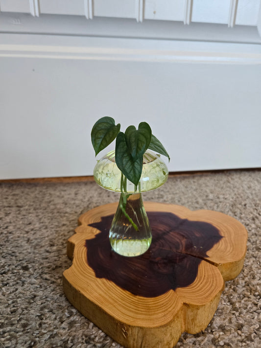 Monstera Scindapsus in Yellow  Mushroom