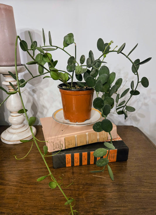 String of Coins