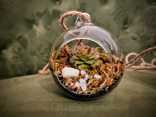 Hanging Small Succulent Terrarium