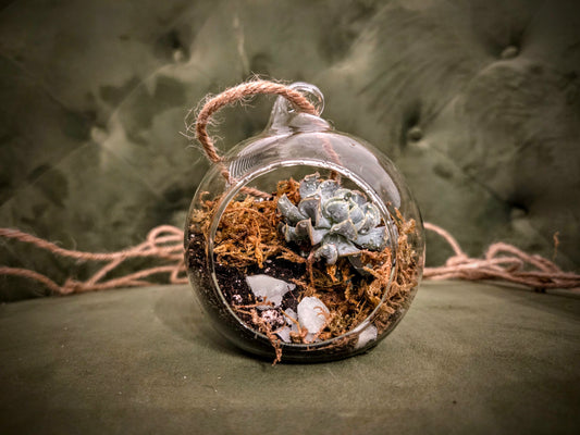Small Hanging Succulent Terrarium