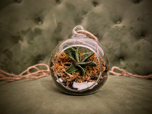 Small Hanging Succulent Terrarium