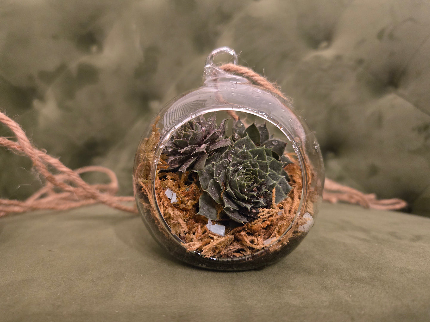 Succulent Hanging Terrarium