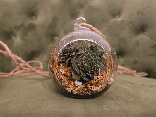 Succulent Hanging Terrarium