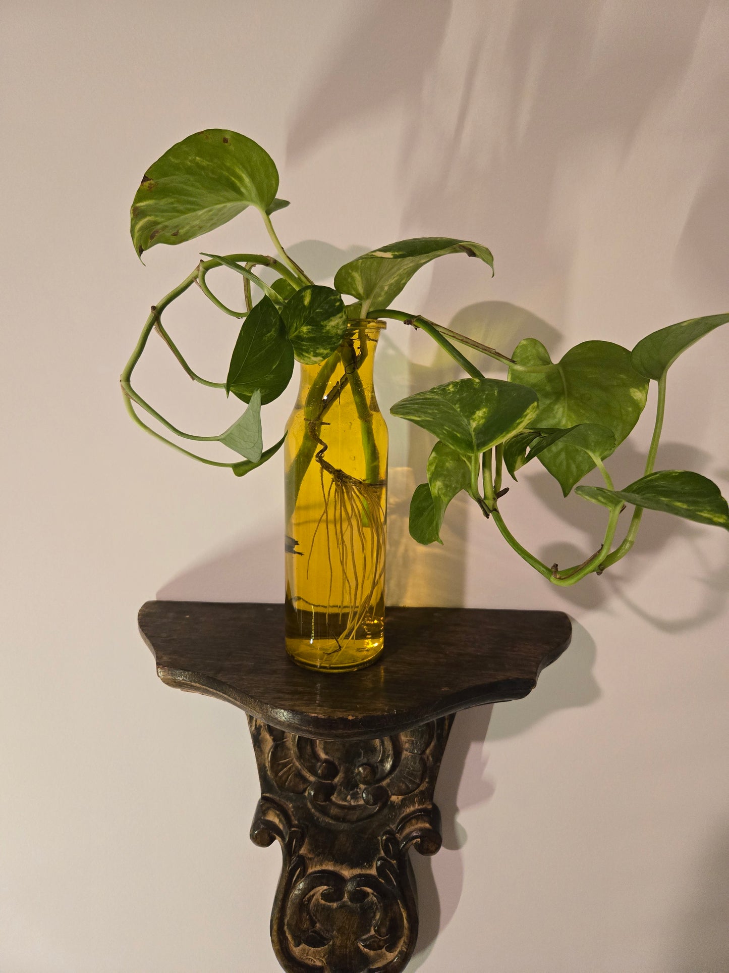 Yellow Pathos Arrangement