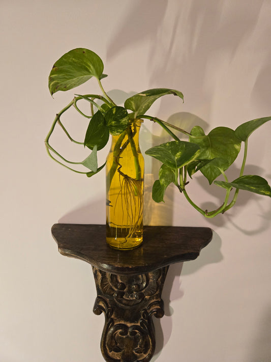 Yellow Pathos Arrangement
