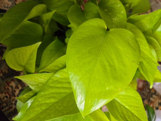 Neon Pathos Cuttings