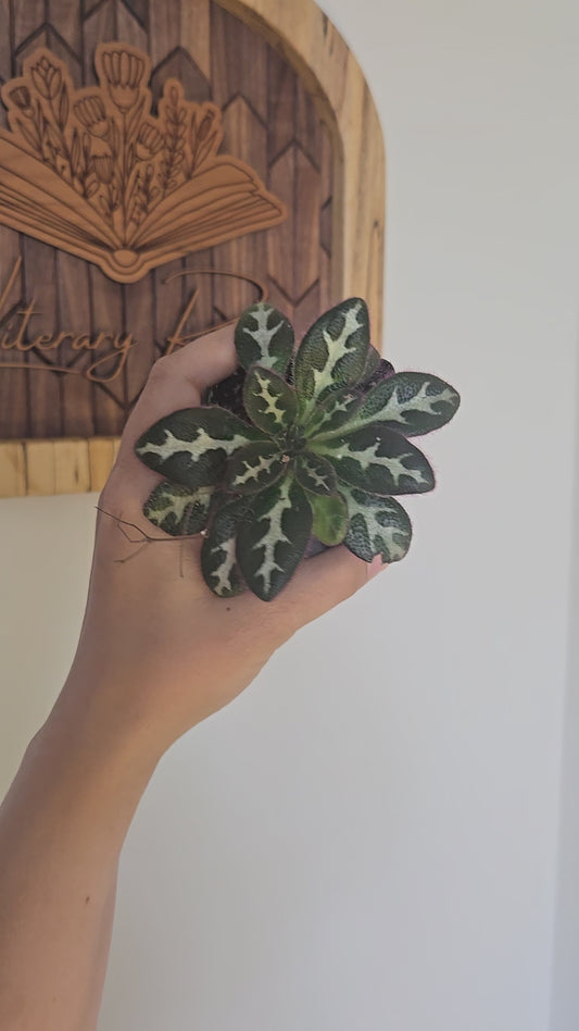 Asian Violet