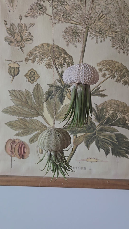 Jellyfish Air Plant