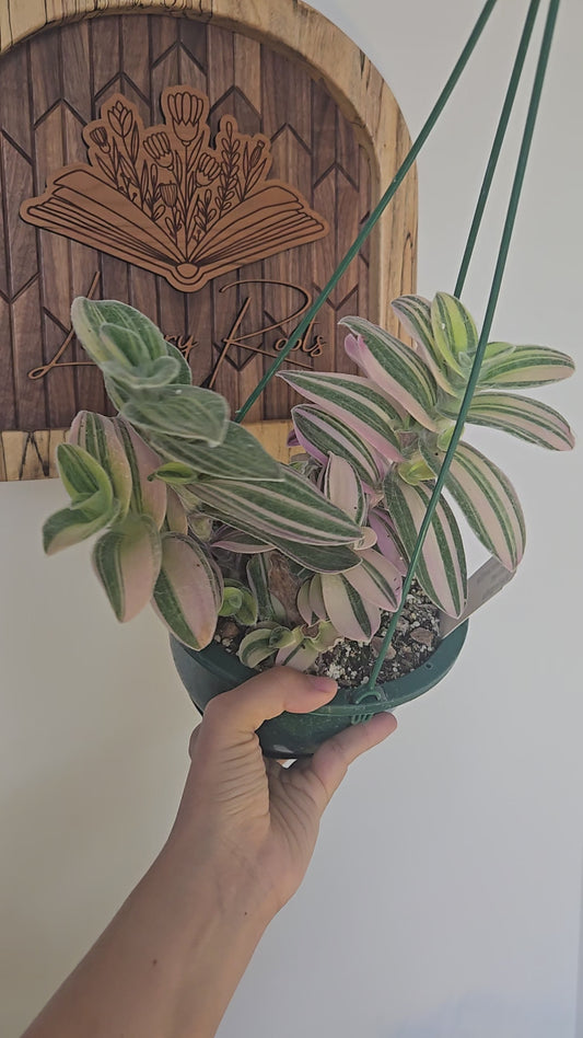 Tradescantia Velvet Moon