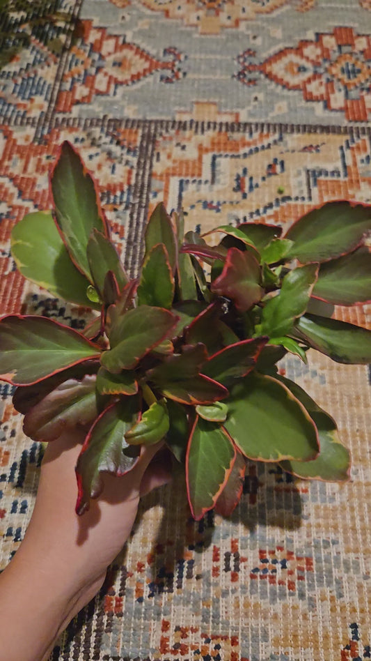 Peperomia Ginny