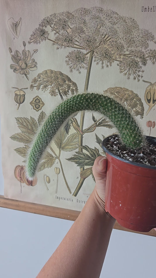 Monkey Tail Cactus