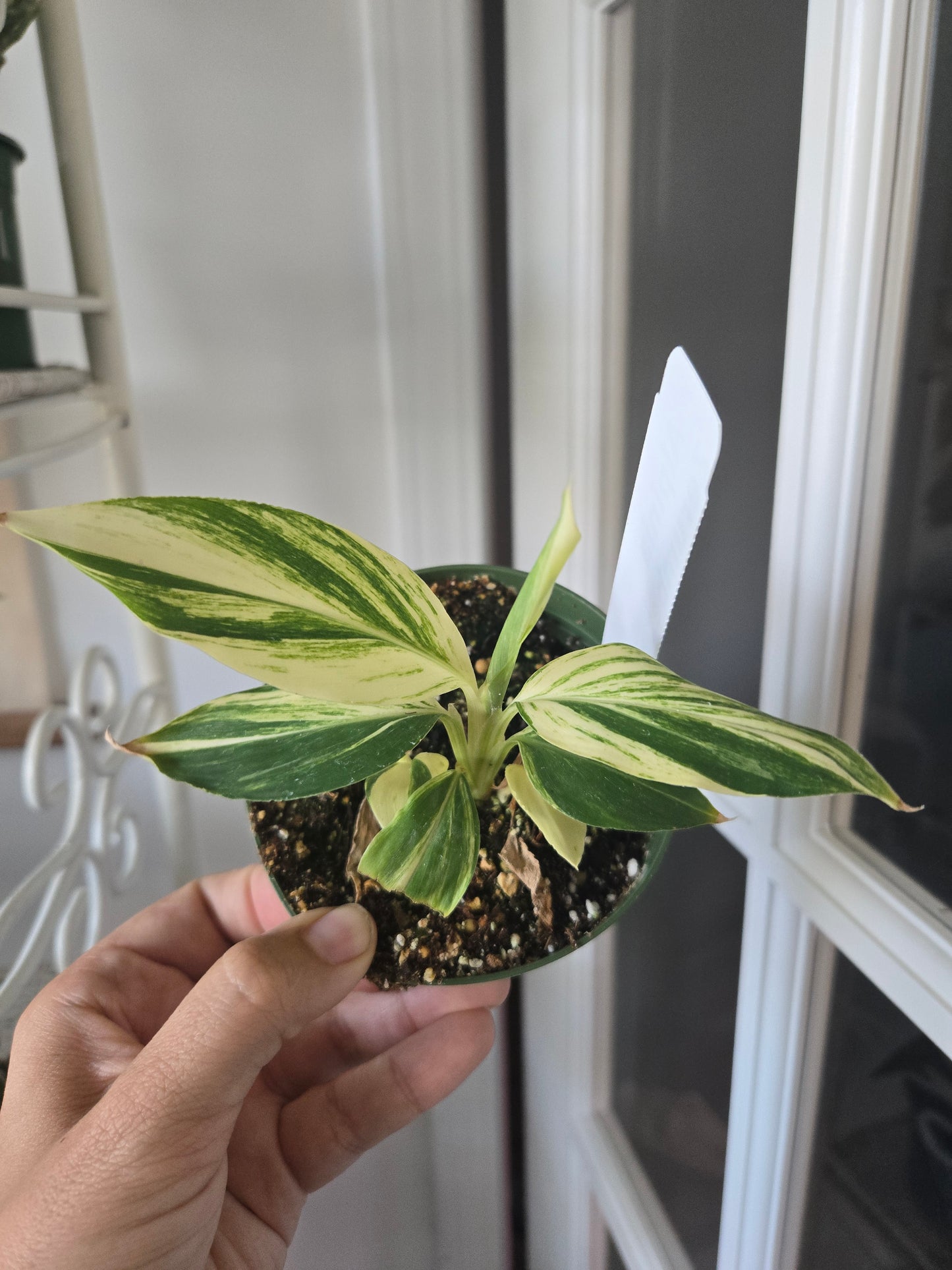 Alpinia Zerumbet Variegated