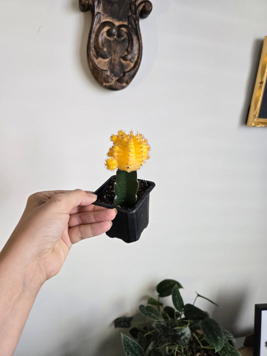 Colored Cacti