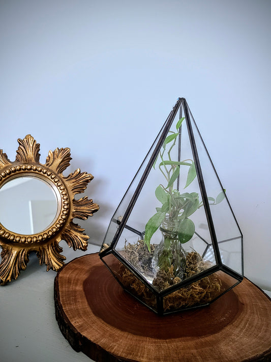 Cupid Peperomia Terrarium