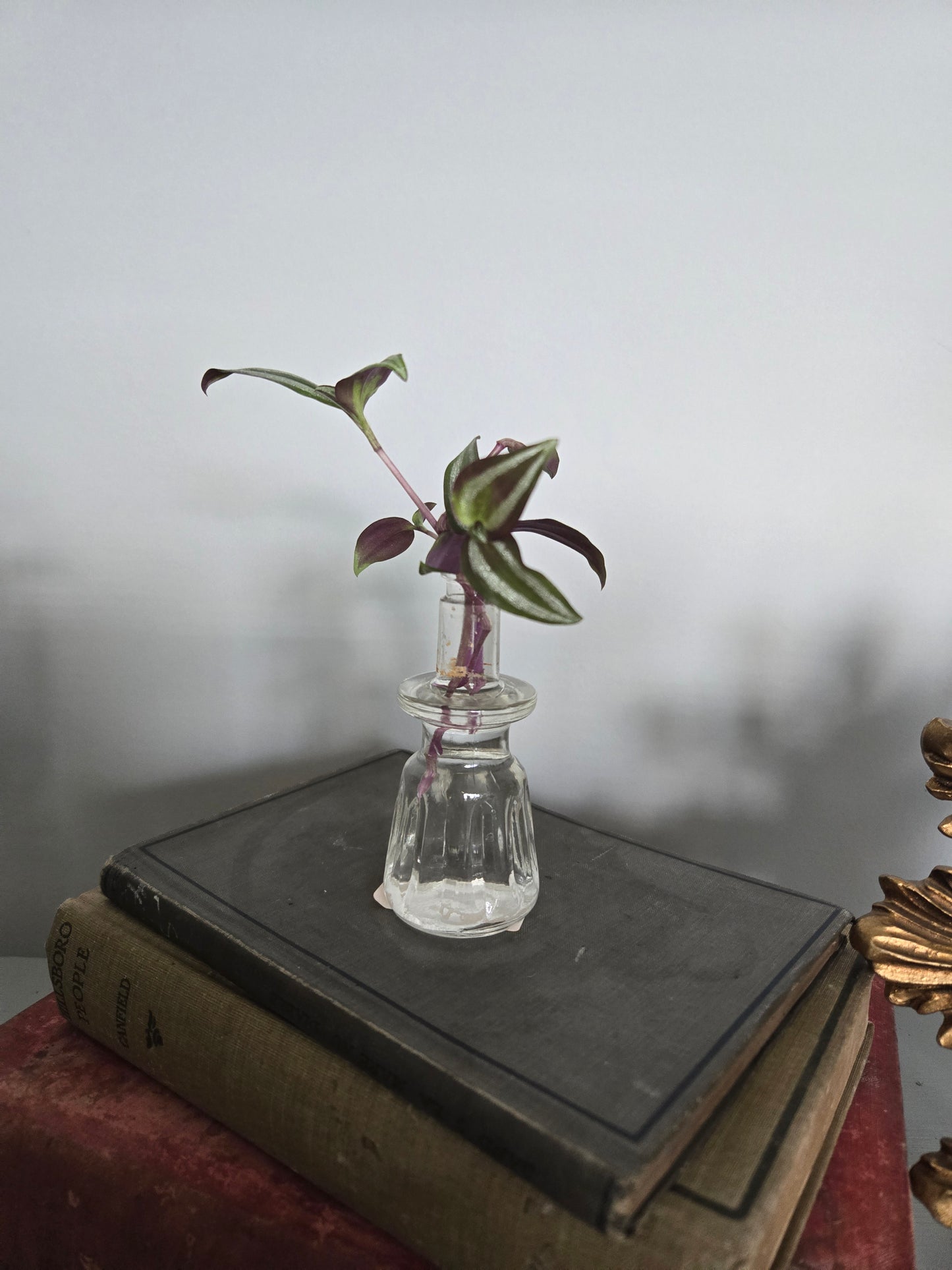 Plant Base Mini