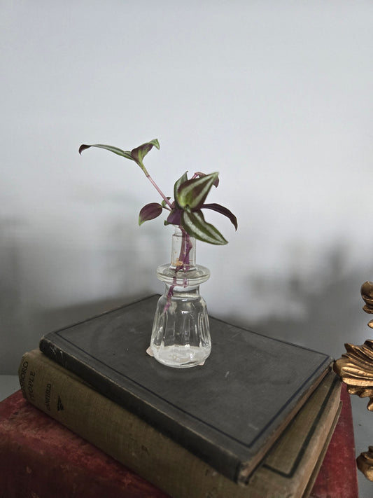 Plant Base Mini