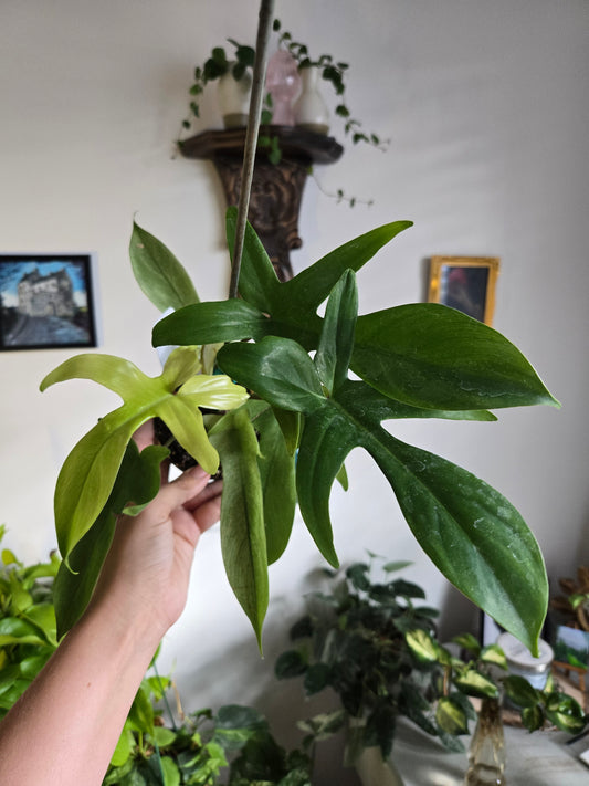 Yellow Ghost Philodendron