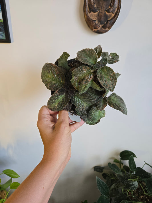 Episcia Pink Panther