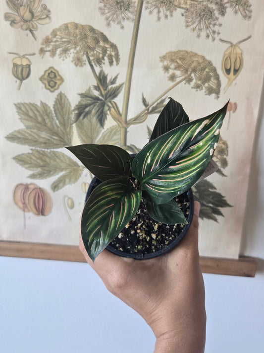 Calathea Beauty Star