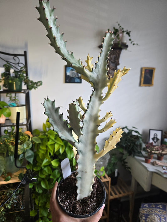 Ghost Cactus Medium