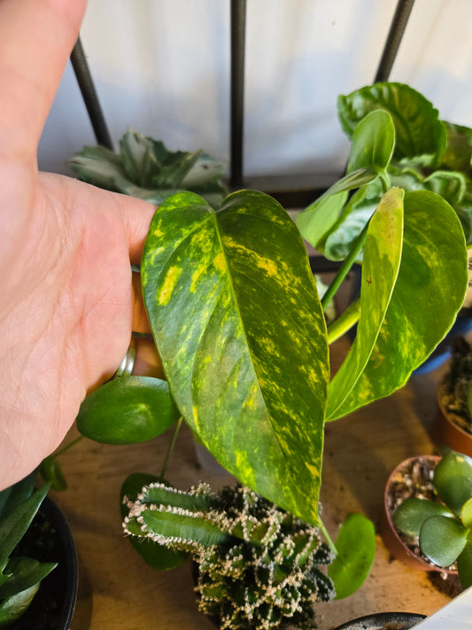 Epipremnum "Golden Flame" Start