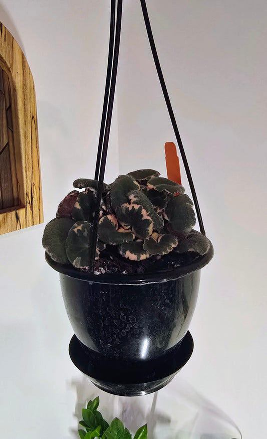 Strawberry Begonia Variegated