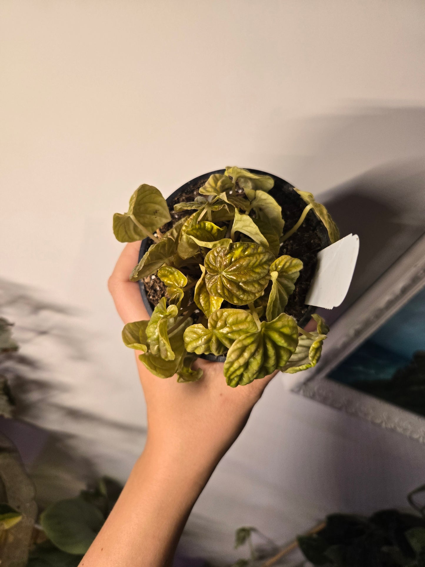 Peperomia Quito