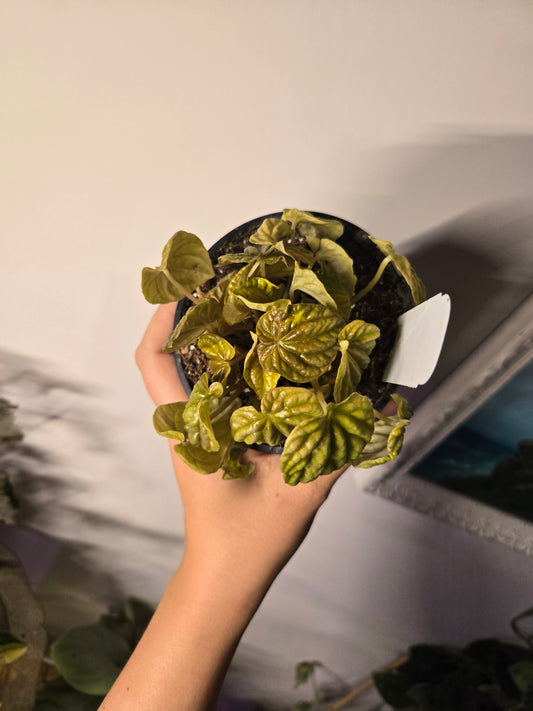 Peperomia Quito